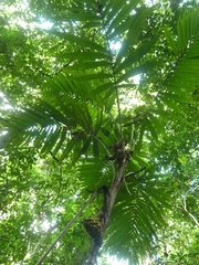 Bactris glandulosa baileyana