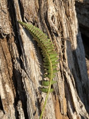 Polystichum scopulinum