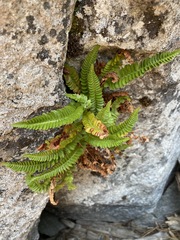 Polystichum scopulinum