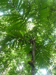 Bactris glandulosa baileyana