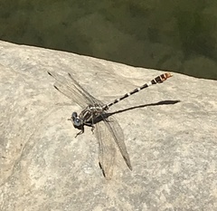 Erpetogomphus lampropeltis