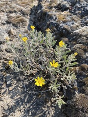 Heterotheca orovillosa