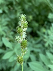 Carex fracta