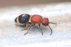 Odontomutilla uranioides