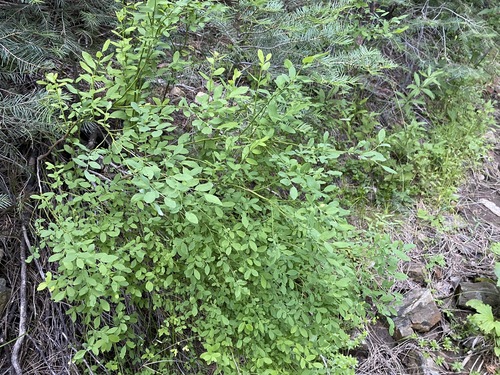 Image of Vaccinium shastense by (c) Matt Berger, some rights reserved (CC BY)