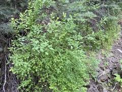 Vaccinium shastense nevadense