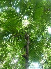 Bactris glandulosa baileyana