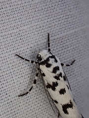 Ethmia eupostica