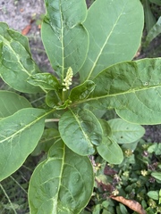Phytolacca americana