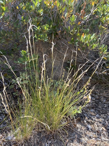 pubescent western needlegrass (Achnatherum occidentale ssp. pubescens)
