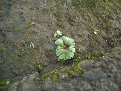 Riccia crystallina