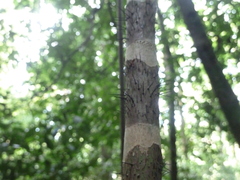 Bactris glandulosa baileyana