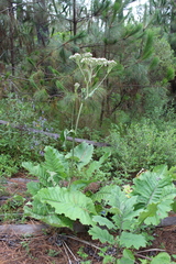 Psacalium amplifolium
