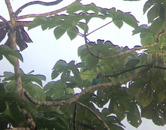 Cotinga cayana