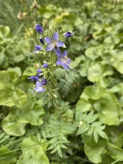Polemonium occidentale occidentale