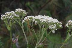 Psacalium amplifolium