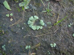 Riccia crystallina