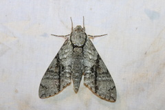 Manduca jasminearum