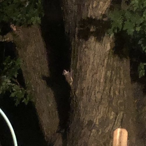 Southern Flying Squirrel photographed in Indiana