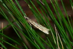Scoparia ithyntis