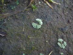 Riccia crystallina