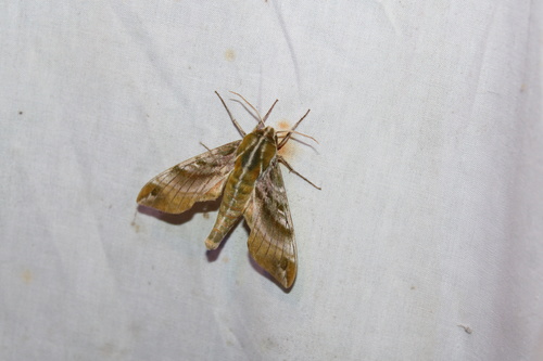 Hydrangea Sphinx photo 3