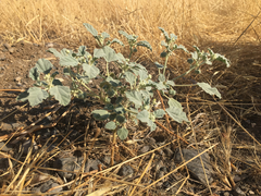 Chrozophora tinctoria