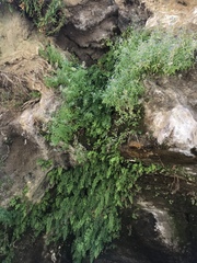 Palmerella debilis serrata