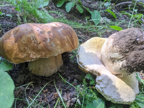 Boletus edulis grandedulis