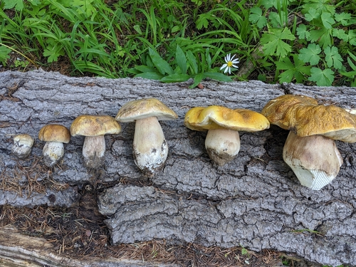 Boletus edulis grandedulis (Photo 2 of 2)