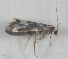 Greya variabilis