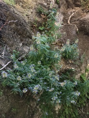 Palmerella debilis serrata