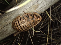 Euzosteria tuberculata