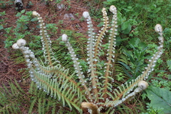 Polystichum speciosissimum