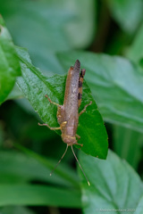 Apalacris varicornis