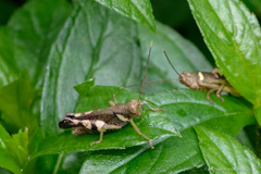 Apalacris varicornis