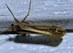 Limnephilus ornatus