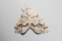 Macaria pallipennata