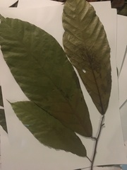 Magnoliopsida