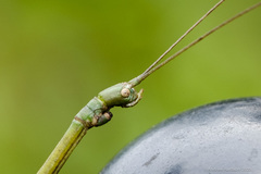 Phraortes stomphax