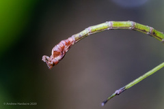Phraortes stomphax