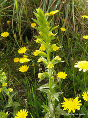 Bellardia viscosa