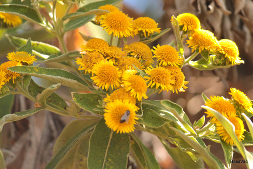 Pentanema confertiflorum