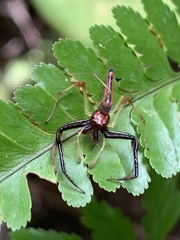 Viciria pavesii