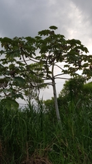 Cecropia obtusifolia