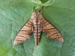 Marumba tigrina
