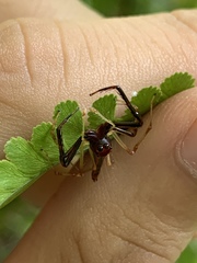 Viciria pavesii