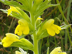 Bellardia viscosa
