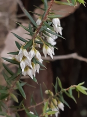 Styphelia setigera