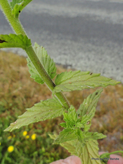 Bellardia viscosa